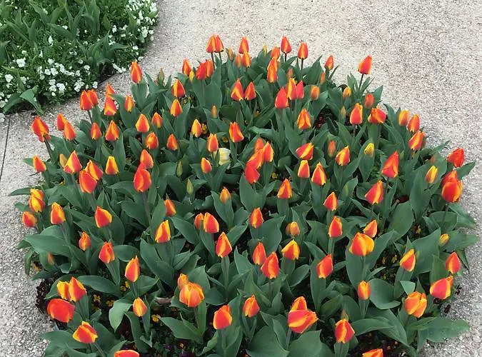 Caba D'annunzio * Бардоліно